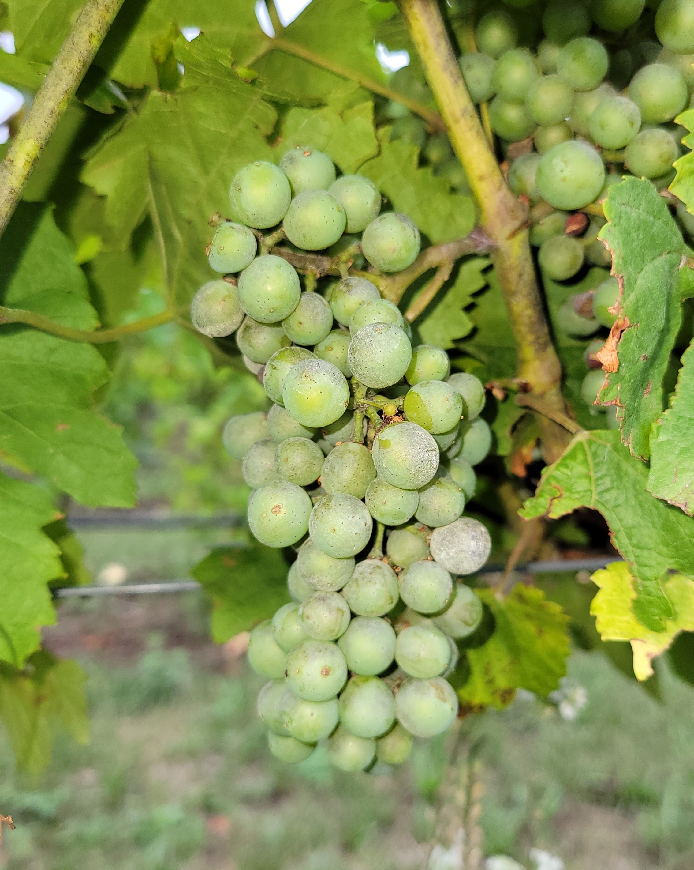 A grape infected with powdery mildew.